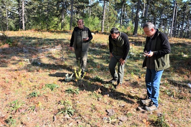 Bölge Müdürü Dündar, Domaniç Ormanlarında İncelemelerde Bulundu