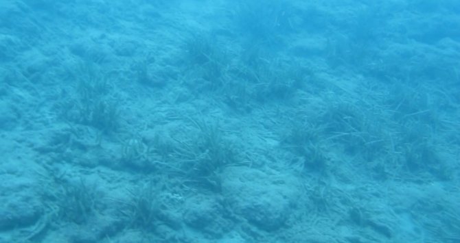 Denizin Amazon Ormanları 7 Yıl İçinde Böyle Yok Oldu