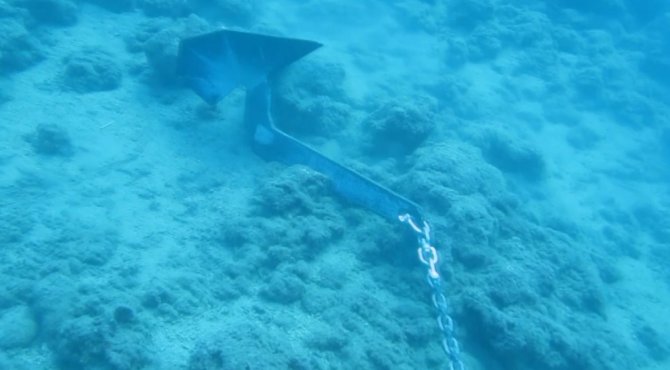 Denizin Amazon Ormanları 7 Yıl İçinde Böyle Yok Oldu