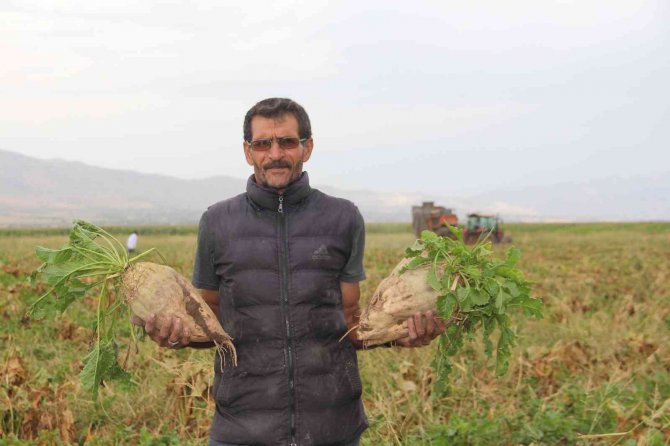 Elazığ’da Şeker Pancarı Mesaisine Başlayan Çiftçiler Fiyattan Memnun