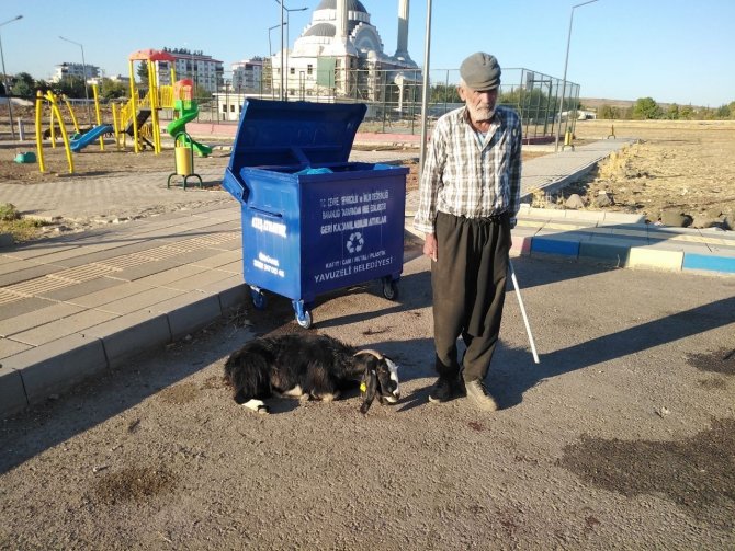 Sokak Köpeklerinin Keçiyi Parçalama Çalıştığı Anlar Kameraya Yansıdı