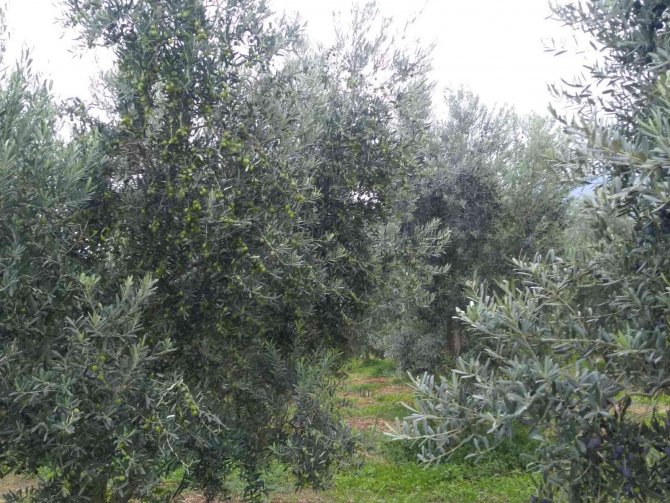 Eskişehir’de Zeytin Hasadı Başladı