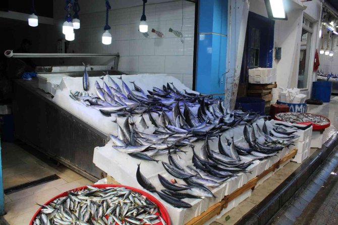 Palamut Bereketi Sürüyor