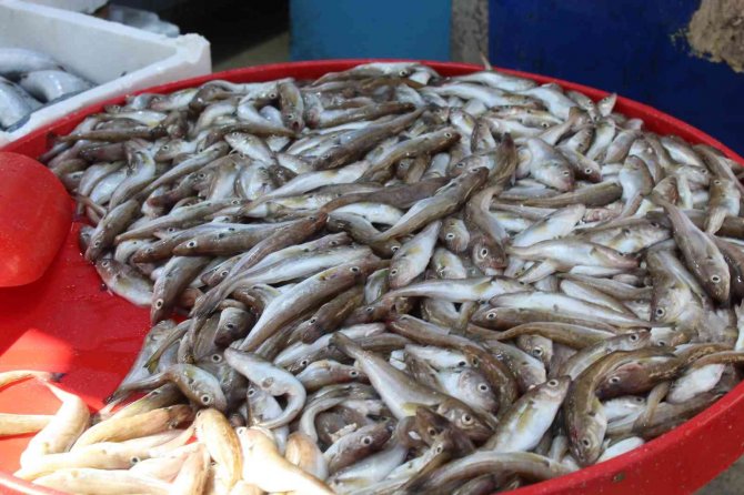 Palamut Bereketi Sürüyor