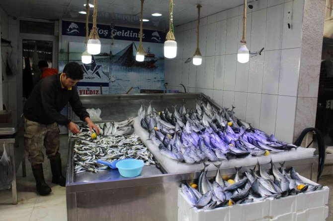 Palamut Bereketi Sürüyor