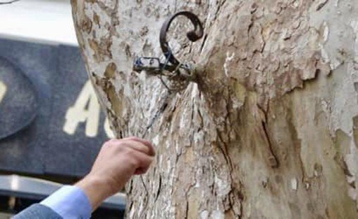 Yunan Mezaliminin Tanığı 500 Yaşındaki Çınar Kimliklendirildi