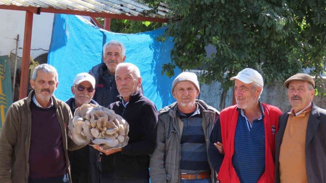 Çobanın Bulduğu Dev Mantar Görenleri Hayrete Düşürdü