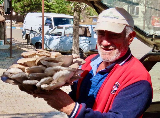 Çobanın Bulduğu Dev Mantar Görenleri Hayrete Düşürdü