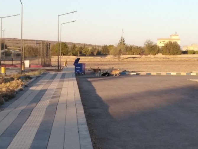 Sokak Köpeklerinin Keçiyi Parçalama Çalıştığı Anlar Kameraya Yansıdı