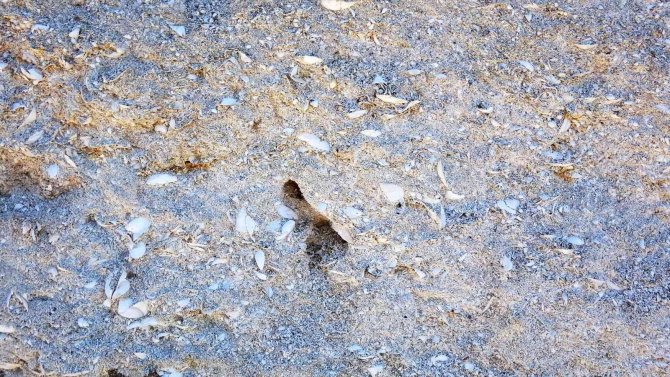 Muş Ovası’nda İlk Kez 12 Milyon Yıllık Olduğu Düşünülen Deniz Canlıları Fosiline Rastlandı