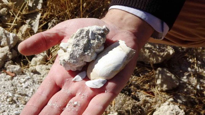 Muş Ovası’nda İlk Kez 12 Milyon Yıllık Olduğu Düşünülen Deniz Canlıları Fosiline Rastlandı