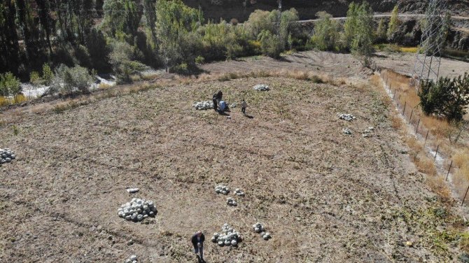 Organik Bayburt Bal Kabağı Tarladan Tezgaha Tezgahtan Sofraya Ulaşıyor