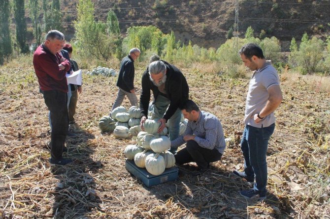 Organik Bayburt Bal Kabağı Tarladan Tezgaha Tezgahtan Sofraya Ulaşıyor