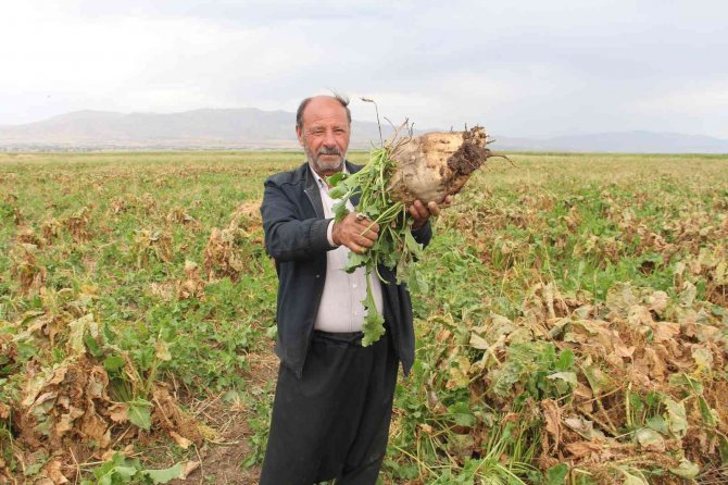 Elazığ’da Şeker Pancarı Mesaisine Başlayan Çiftçiler Fiyattan Memnun