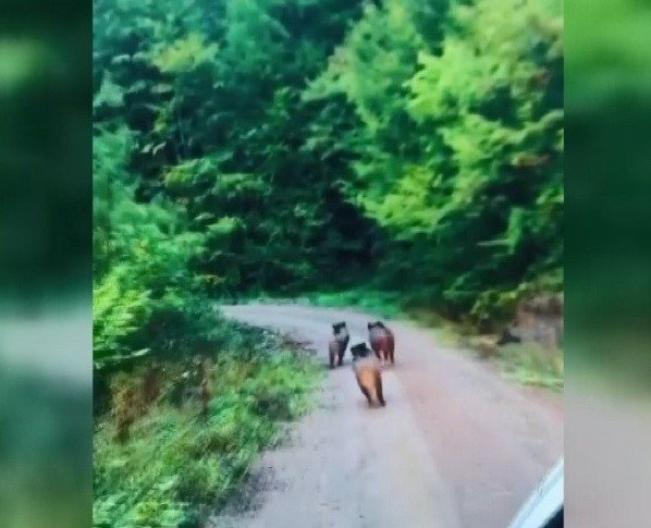 Domuzlar Kameraya Yakalandı