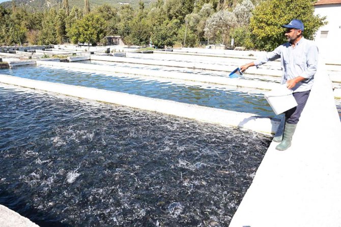 Denizli’de Alabalık Üretimi Destekleniyor