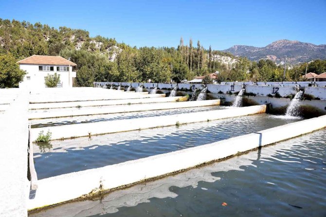 Denizli’de Alabalık Üretimi Destekleniyor