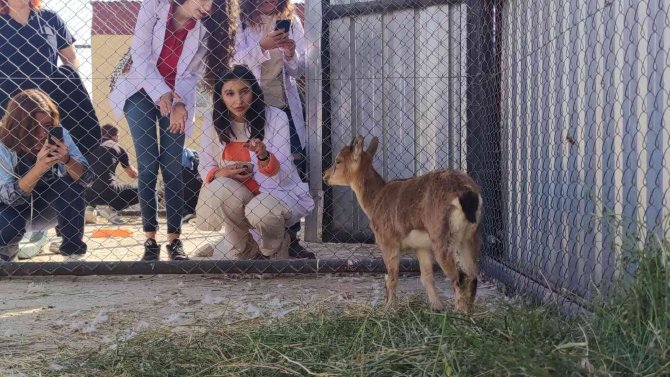 Tedavisi Tamamlanan Yavru Yaban Keçisi Doğaya Bırakılacak