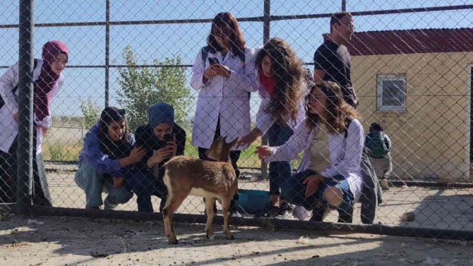 Tedavisi Tamamlanan Yavru Yaban Keçisi Doğaya Bırakılacak