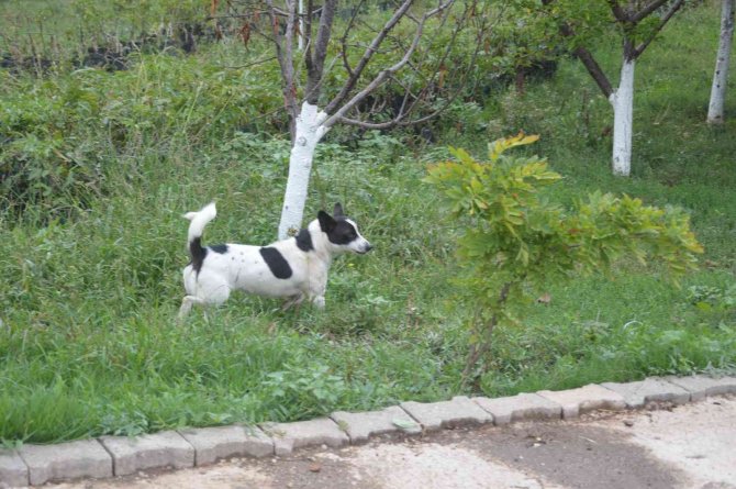 Haber Yaparken Köpeğin Saldırısına Uğradı