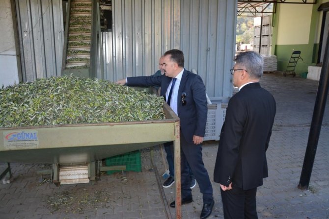 Edremit’te Zeytinin, Zeytinyağına Yolculuğu Başladı