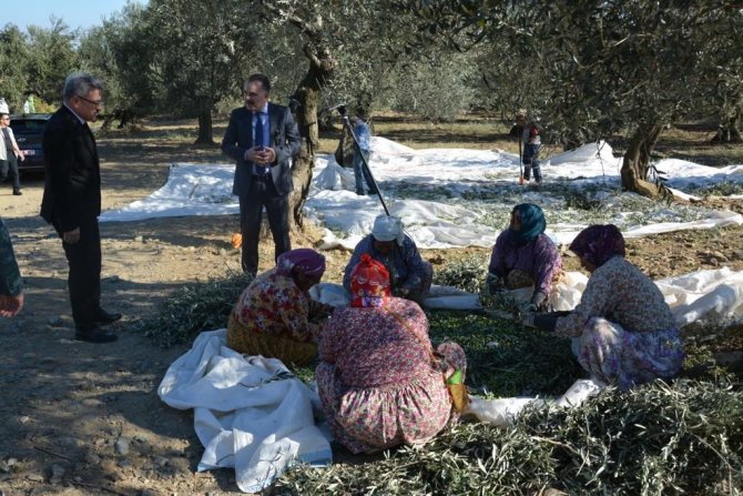 Edremit’te Zeytinin, Zeytinyağına Yolculuğu Başladı