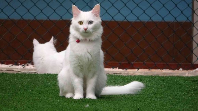 Dünyaca Ünlü Van Kedilerine 2022 Yılında Ziyaretçi Akını