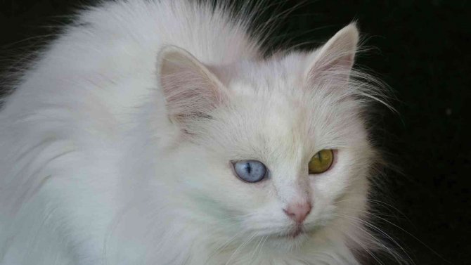 Dünyaca Ünlü Van Kedilerine 2022 Yılında Ziyaretçi Akını