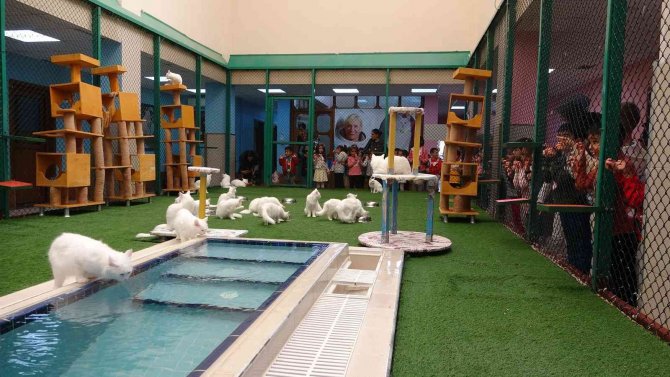 Dünyaca Ünlü Van Kedilerine 2022 Yılında Ziyaretçi Akını