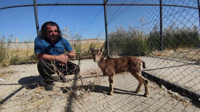 Tedavisi Tamamlanan Yavru Yaban Keçisi Doğaya Bırakılacak