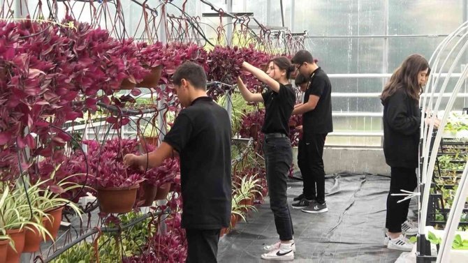 Bu Lisenin Süs Bitkisinden Kazancı Dudak Uçuklatıyor