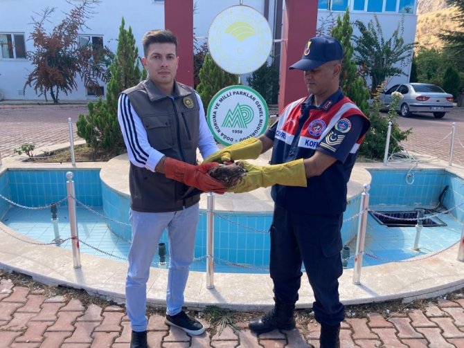 Yaralı Şahin Tedavi Altına Alındı