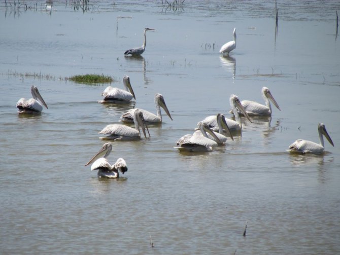 Azap Gölü’nde İncelemeler Yapıldı