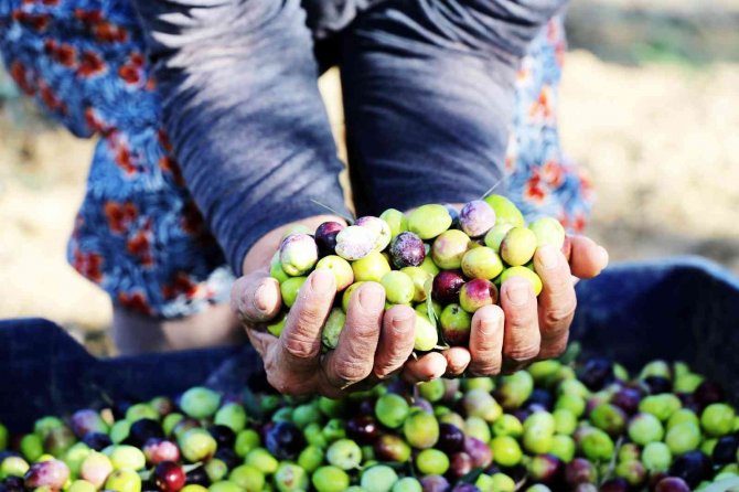 Büyükşehir’den Zeytin Üreticilerine Destek