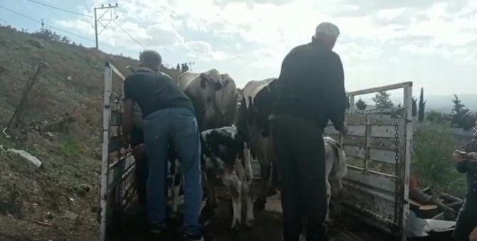 Çalınan İnekleri Bulununca Gözyaşlarını Tutamadı