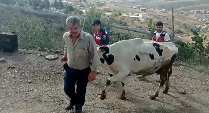 Çalınan İnekleri Bulununca Gözyaşlarını Tutamadı