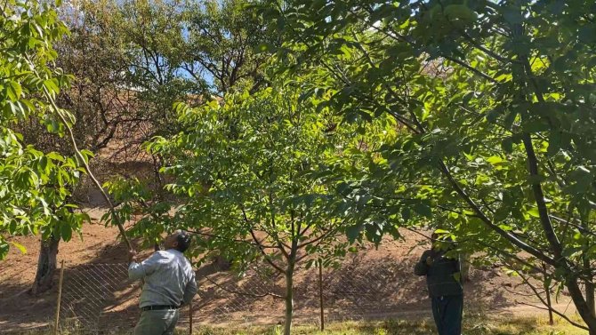 Tatvan’da Ceviz Hasadı Başladı