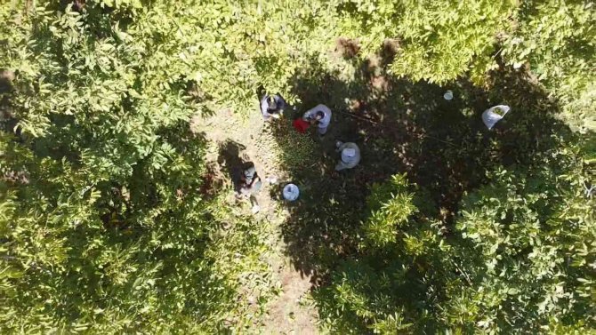 Tatvan’da Ceviz Hasadı Başladı