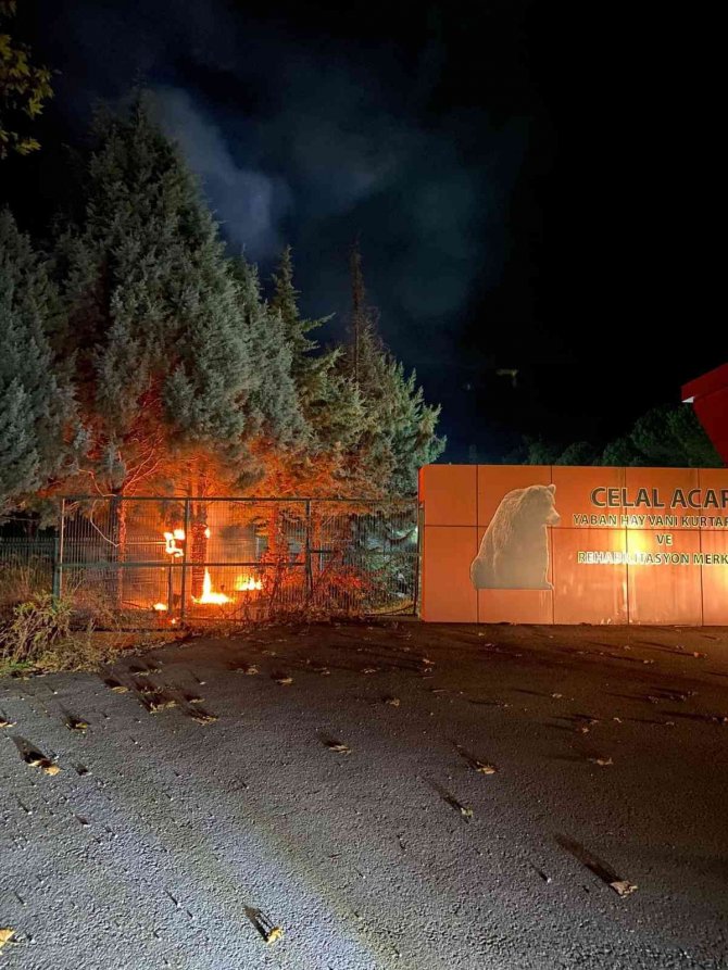 Ayı Barınağındaki Yangın Korkuttu
