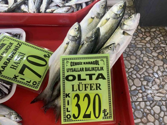 Çanakkale’de Olta Lüferin Kilosu 320 Liradan Tezgahlarda