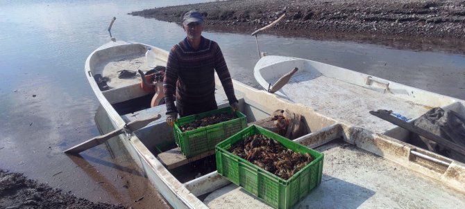 Bozkırdan Avrupa’ya Kerevit İhracatı