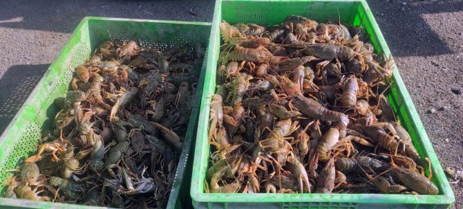 Bozkırdan Avrupa’ya Kerevit İhracatı