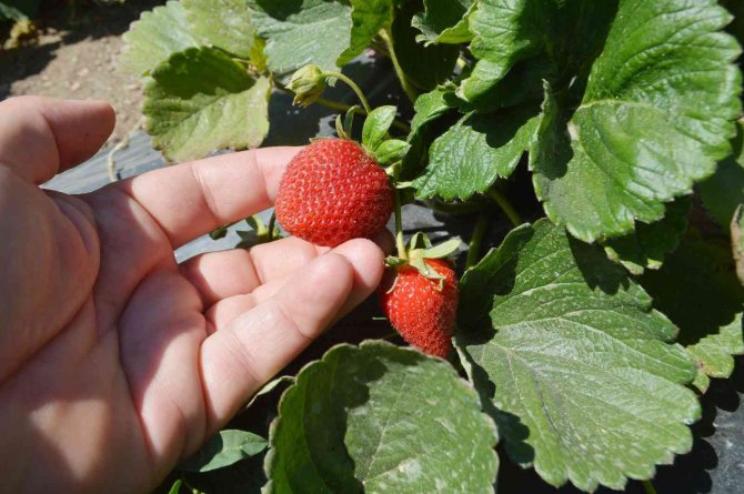 Tavşanlı’nın Kuruçay Beldesinde Çilek Üretimi Yaygınlaşıyor