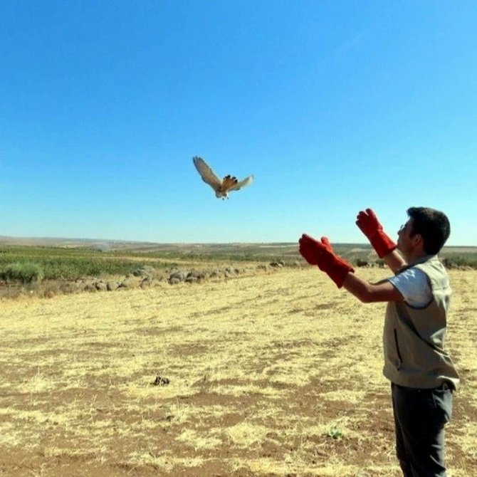 Ayağı İpe Bağlanmış Atmaca Kurtarılarak Doğaya Salındı