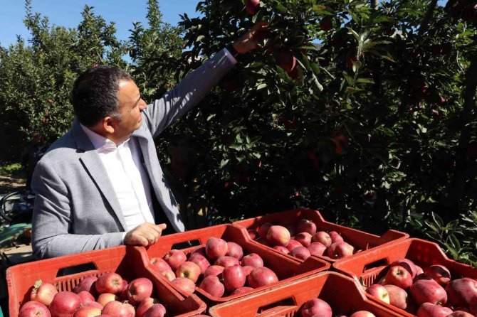 Eğirdir’de 61 Bin Dekarlık Elma Bahçesinden 400 Bin Ton Rekolte Bekleniyor