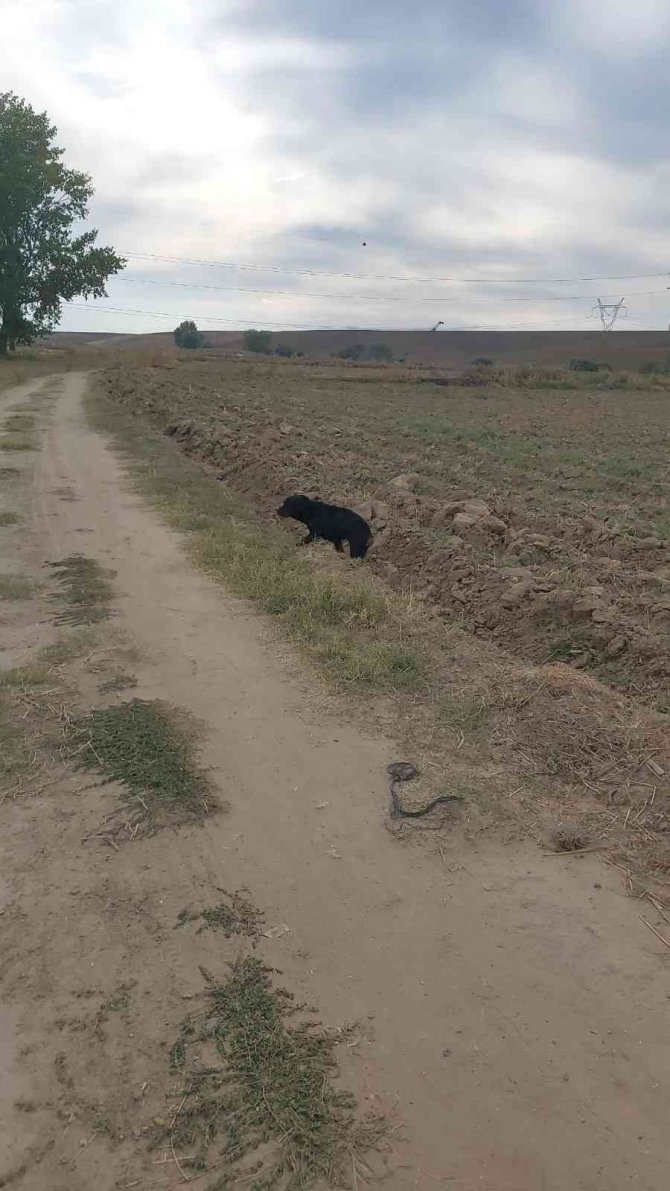 Su Kuyusuna Düşen Köpek Kurtarıldı