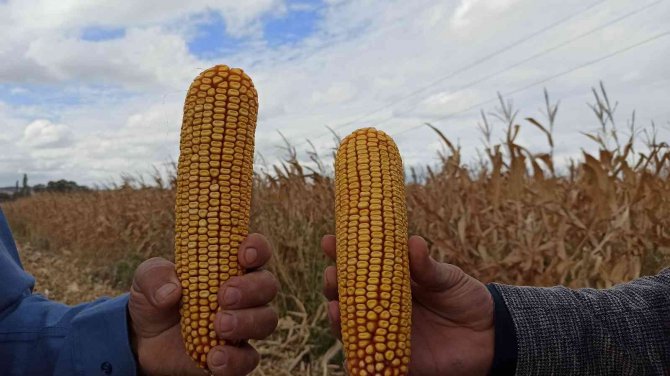 Eskişehir’de Mısır Verimi Yüz Güldürdü