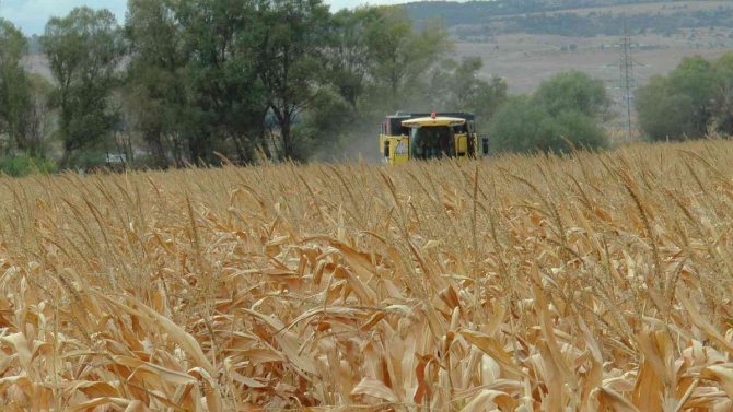 Eskişehir’de Mısır Verimi Yüz Güldürdü