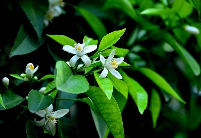 Uluslararası Portakal Çiçeği Karnavalı 25-30 Nisan’da