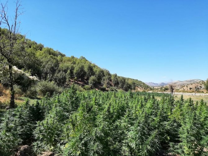 Eren-abluka Sonbahar-kış 2 Operasyonunda 1 Adet Eyp, 52 Bin Kök Kenevir Ele Geçirildi